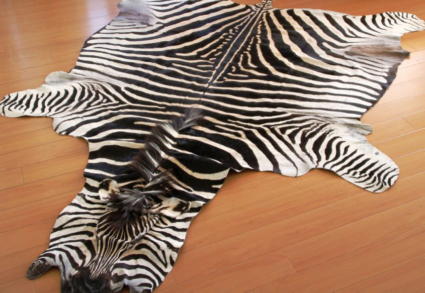 are zebra skin rugs legal        <h3 class=