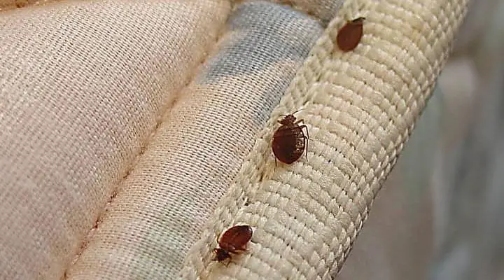 How Do You Get Bed Bugs Out of Your Carpet