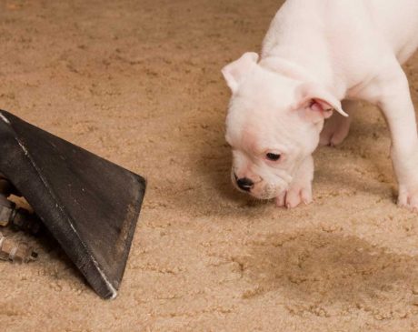 How to Remove Dog Urine from Carpet Padding