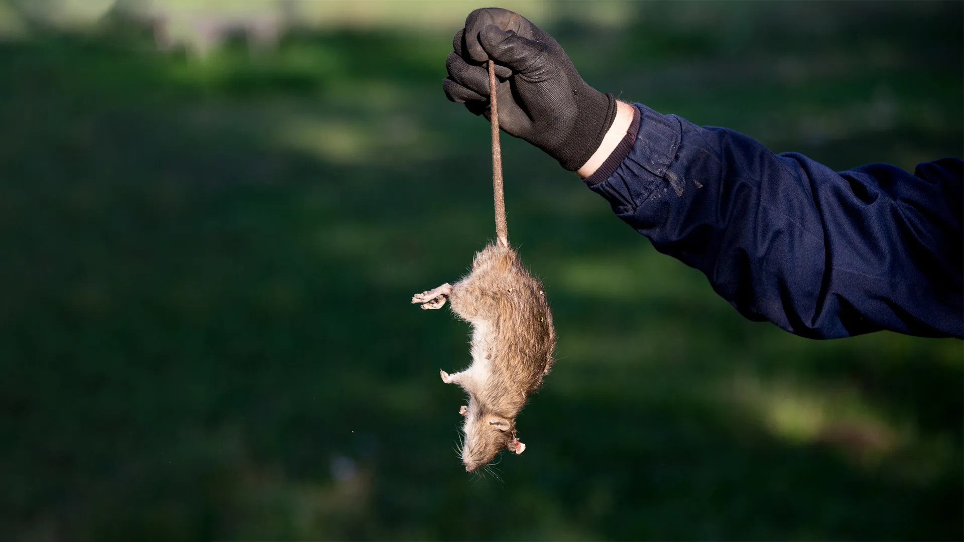 Risks Of Cleaning Mouse Droppings.webp