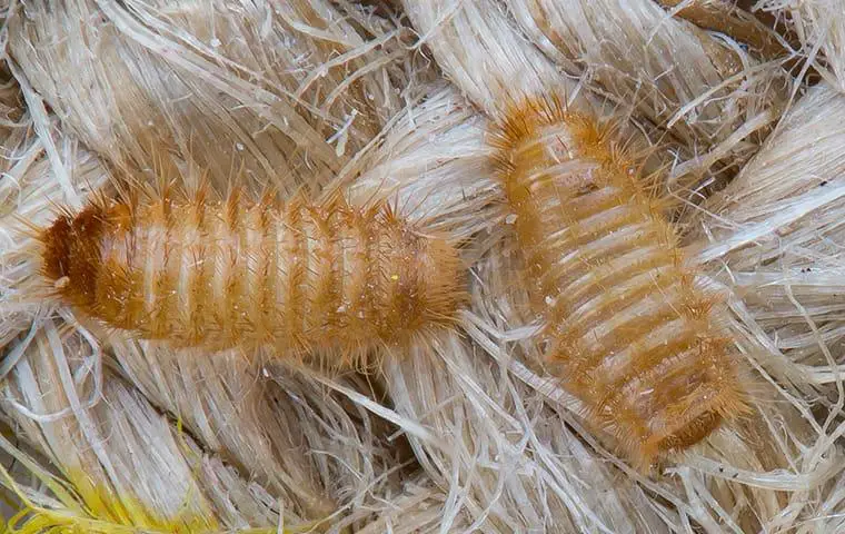 how to get rid of carpet beetle larvae in couch - Rug Information