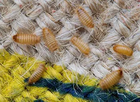 how to get rid of carpet beetle larvae in house