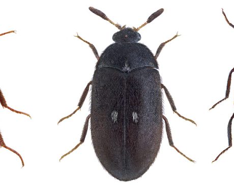 Beetle Larvae How to Get Rid of Carpet Beetles