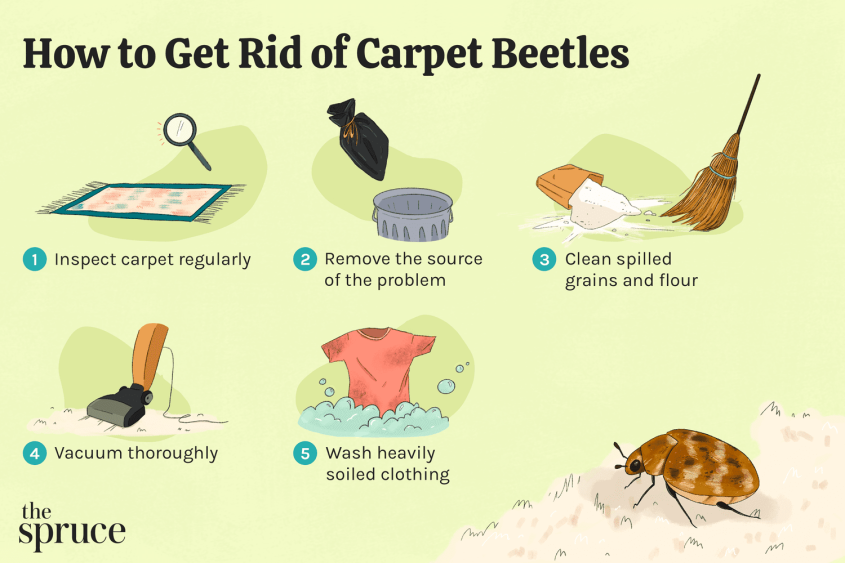 how to get rid of carpet beetle larvae in bed